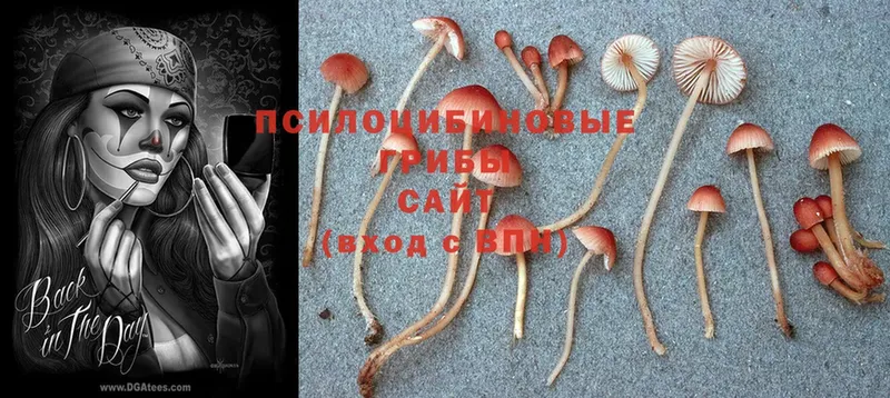 блэк спрут сайт  где можно купить   Тогучин  Псилоцибиновые грибы MAGIC MUSHROOMS 